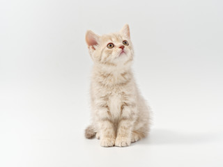 Obraz na płótnie Canvas little beautiful funny british kitten on white background