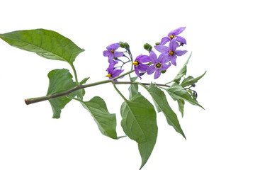 Deadly nightshade isolated on white. Violet flower solanum dulcamara. berrie are poisonous, used in alternative medicine - obrazy, fototapety, plakaty