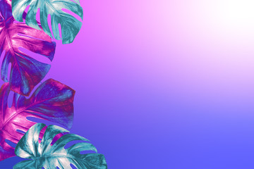 Tropical monstera leaves colored in trendy neon colors on fashionable neon pink blue gradient background.