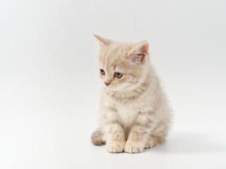 Obraz premium little beautiful funny british kitten on white background
