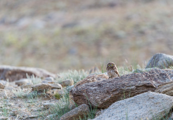 Fototapeta premium Little Owl Near Tsokar lake,Ladakh,India