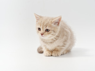 Obraz premium little beautiful funny british kitten on white background
