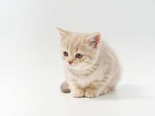 Obraz premium little beautiful funny british kitten on white background