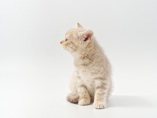 little beautiful funny british kitten on white background