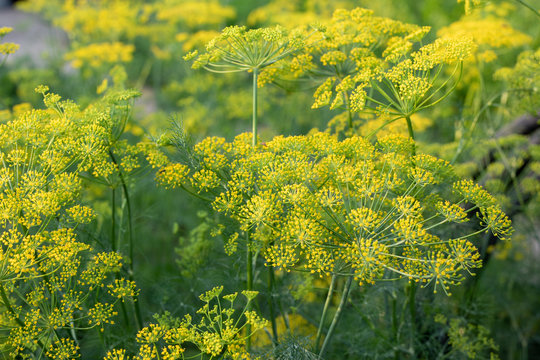 garden background of dill umbrellas. flowering garden plant. Fennel.