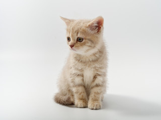 Obraz premium little beautiful funny british kitten on white background