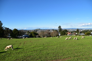 The view of Auckland in New Zealand