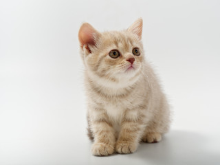 Fototapeta na wymiar little beautiful funny british kitten on white background