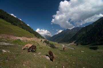 Clear day at Sonmarg,jammu and kashmir,India
