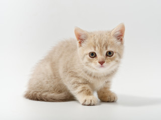little beautiful funny british kitten on white background