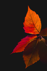 autumn leaves isolated on black background
