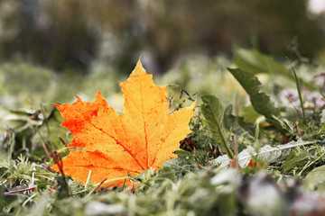 yellow and red maple leaf fallen to ground, color graded, copy space