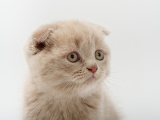 little beautiful funny british kitten on white background