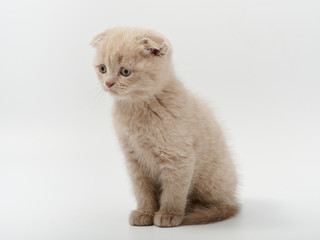 little beautiful funny british kitten on white background