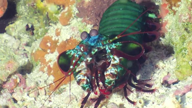 Harlequin peacock mantis shrimp (Odontodactylus scyllarus) on the bottom of the sea at the coral reef.