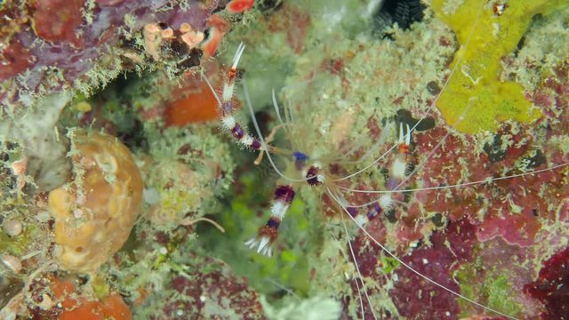 Banded coral shrimp (Stenopus hispidus) on the bottom of the sea at the coral reef. Closeup