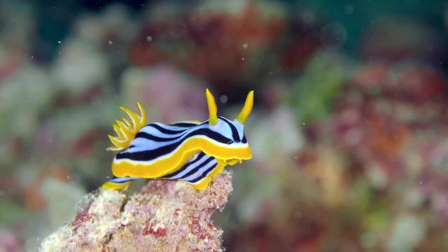 A sea slug walking, Elisabeth's chromodoris (Chromodoris elisabethina). Black and yellow sea slug closeup.