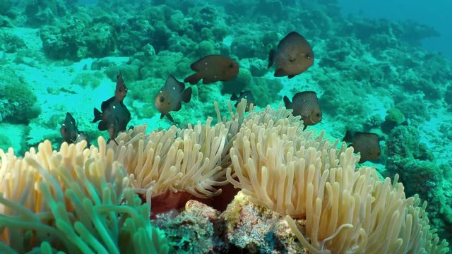 A thornback cowfish, Lactoria fornasini, a type of venomous boxfish, swims around over a sandy rocky reef in the warm tropical ocean