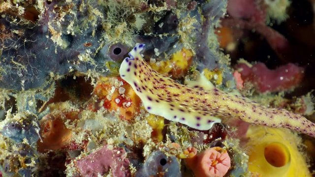 Purple-spotted yellow flatworm (Pseudoceros laingensis) crawling on coral polyp at the bottom of the sea