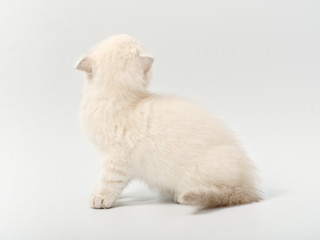little beautiful funny british kitten on white background