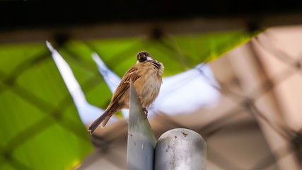 sparrow