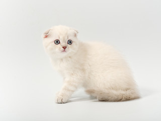 little beautiful funny british kitten on white background