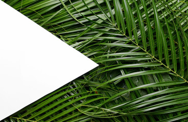 Empty card with green palm leaves