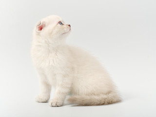 little beautiful funny british kitten on white background