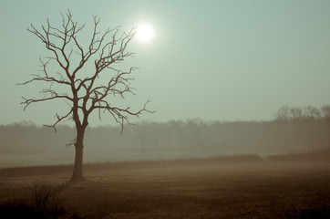 arbre mort dans un pré avec le brouillard. Pré et arbre brumeux