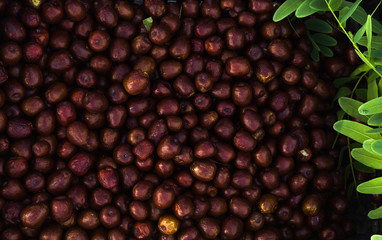 ARGAN OIL. Making of argan oil from argan nuts and seeds 