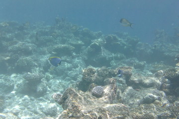Fototapeta na wymiar Powder blue tang (Acanthurus leucosternon), surgeonfish swims in the Indian Ocean, Maldives