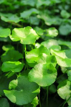 Gotu kola or Centella asiatica, Green nature Herb , Thailand