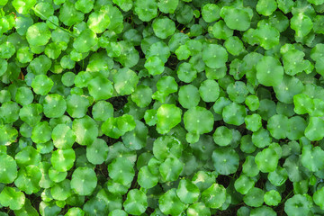Gotu kola or Centella asiatica, Green nature Herb , Thailand - obrazy, fototapety, plakaty