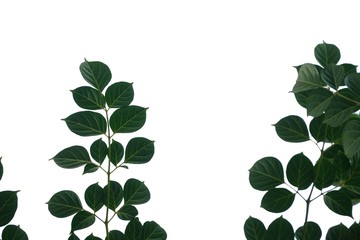 Tropical tree leaves with branches on white isolated background for green foliage backdrop 