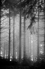 Fototapeta premium une forêt de sapin mystérieuse