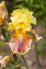 Fototapeta na wymiar Closeup of flower bearded iris in garden 