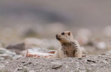 Marmot at Tsokar Lake,Ladakh,India