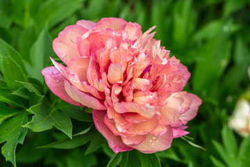 Peony Hybrid 