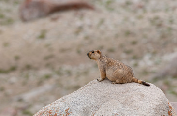 Marmot at Tsokar Lake,Ladakh,India