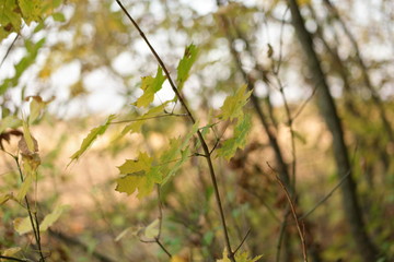 leaves of tree in spring