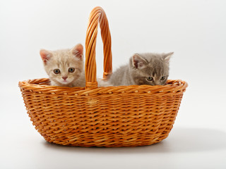 Naklejka na ściany i meble little british kittens in a basket on a white background