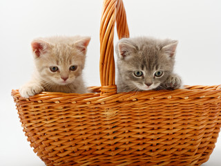 Fototapeta na wymiar little british kittens in a basket on a white background