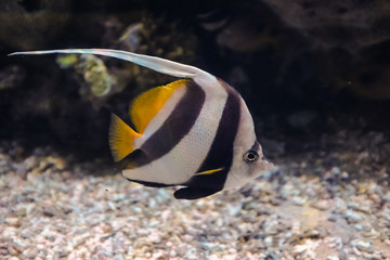 Butterfly Fish, Coral Reef Fish