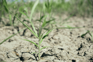 little tree growing in a desertic drained soil ground
