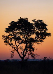 silhouette of a tree at sunset with a bird