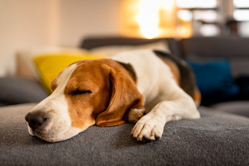 Sleeping beagle dog on sofa. Lazy day on couch