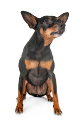 miniature pinscher in studio