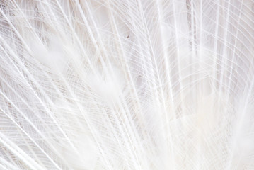 Feathers on a white peacock as an abstract background