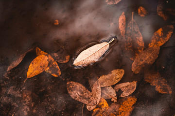 FALLED LEAVES FLOATING ON WATER IN THE FOREST FLOOR AND REFLECTIONS. AUTUMN COLORS
