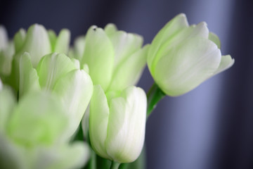 Unusual pale green tulips close-up. Floral background
